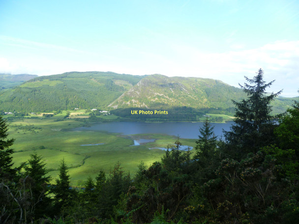 Photo 6"x4" In Dodd Wood Millbeck\/NY2526 c2011