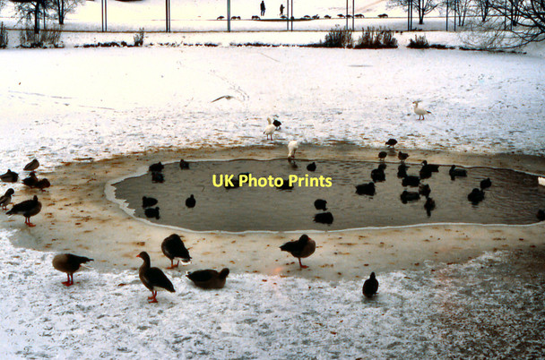 Photo 6"x4" Frozen Lake at York University Heslington c1979