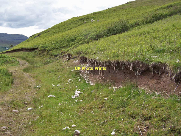 Photo 6"x4" Sheep sleep here Carbost\/NG3831 c2011