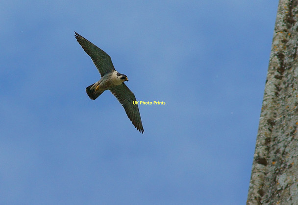 Photo 6"x4" Peregrine at Chichester Cathedral Chichester c2011