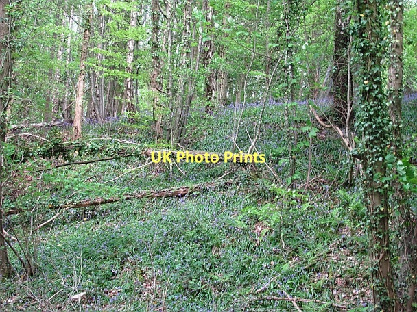 Photo 6"x4" Woodland, Black Brow Bank Top\/SD5107 c2011