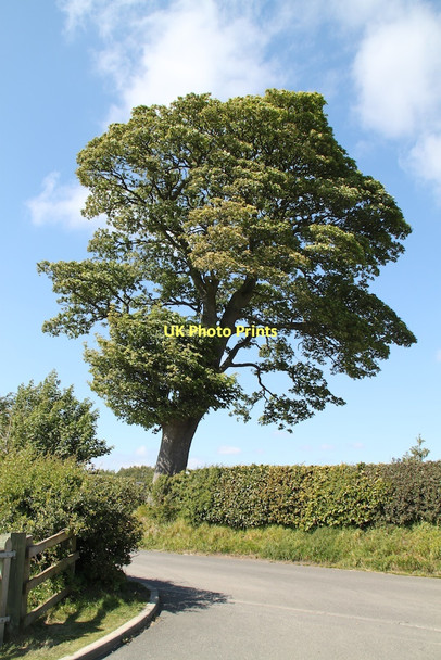 Photo 6"x4" Sunny Tree Loanhead\/NT2765 c2011