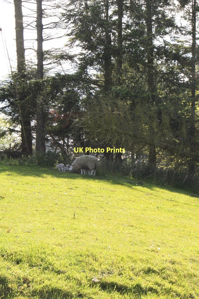 Photo 6"x4" Trees and a field Howgate\/NT2458 c2011