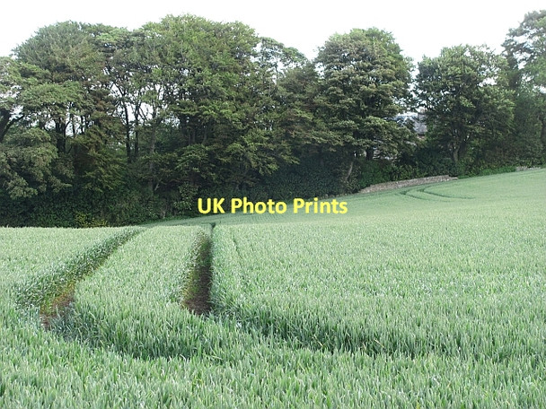 Photo 6"x4" Wheat, Auchtertool Auchtertool c2011