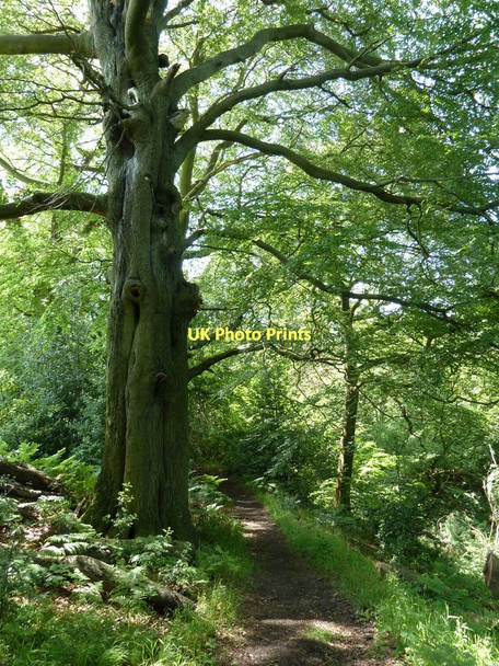 Photo 6"x4" Woodland footpath Dronfield c2011