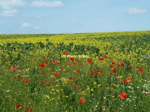 Photo 6"x4" Field corner near Sloadlane Birleyhay c2011