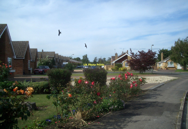 Photo 6"x4" Red Kites in Chiltern Crescent Wallingford c2011
