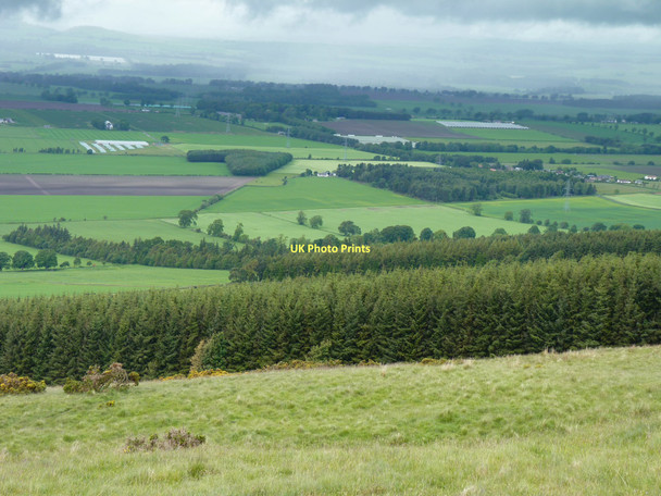 Photo 6"x4" Conifers on Kinpurney Newtyle\/NO2941 c2011