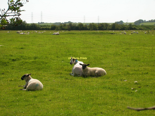 Photo 6"x4" Grazing land, Aldcliffe Marsh Lancaster c2011