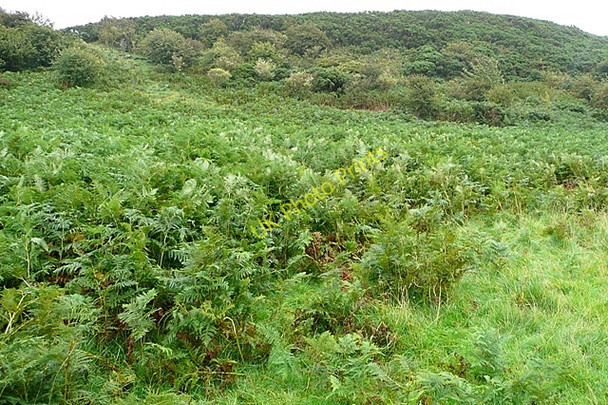 Photo 6"x4" The Heughs Craster c2009