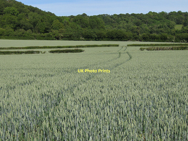 Photo 6"x4" Wheat crop and Howlgate Head Wood Appleton-le-Moors c2011