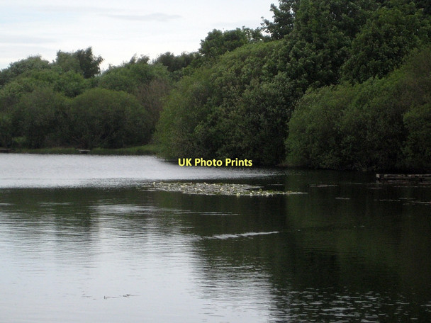 Photo 6"x4" Water lilies, Southern Washlands Wakefield\/SE3320 c2011