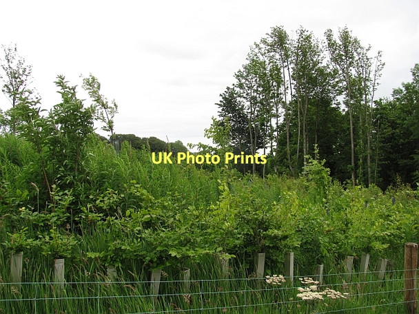 Photo 6"x4" Woodland, Marchmont Polwarth c2011