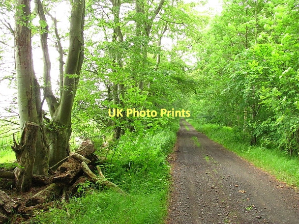 Photo 6"x4" Green Ride Greenlaw\/NT7146 c2011