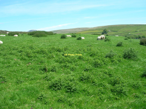 Photo 6"x4" Grazing near New House Helwith Bridge c2011