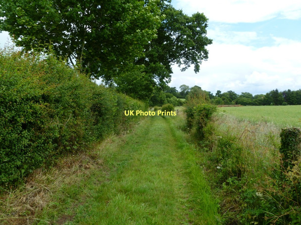 Photo 6"x4" Manswood, footpath Manswood c2011