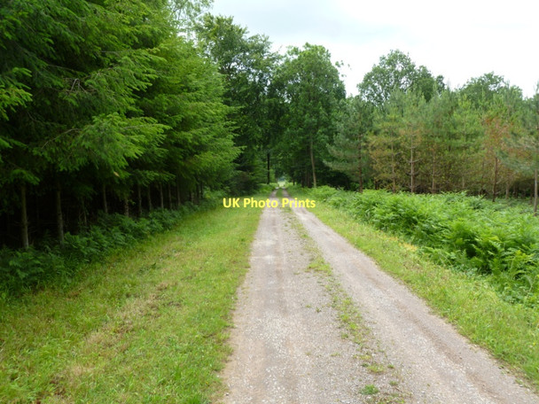 Photo 6"x4" Manswood, forestry road Manswood c2011