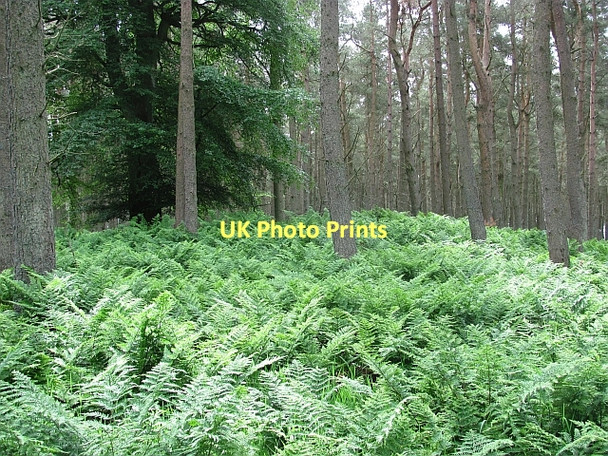 Photo 6"x4" Cairn in South Piersknowe Plantation Greenlaw\/NT7146 c2011