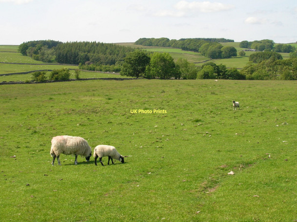 Photo 6"x4" Farmland near Hetton Fleets c2011