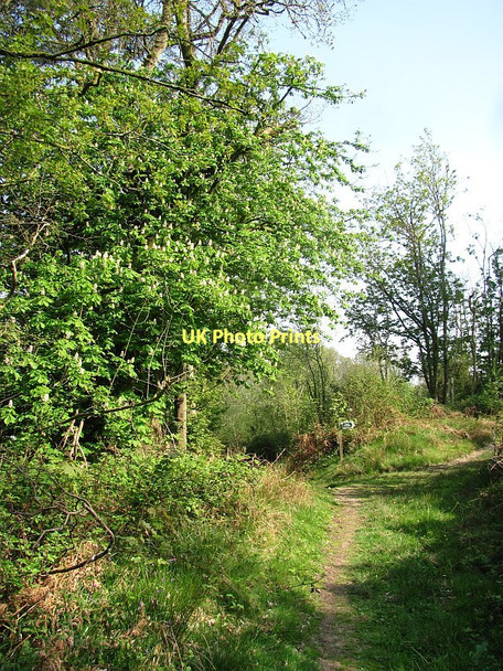 Photo 6"x4" Paths, Bulverton Hill Sidmouth c2011