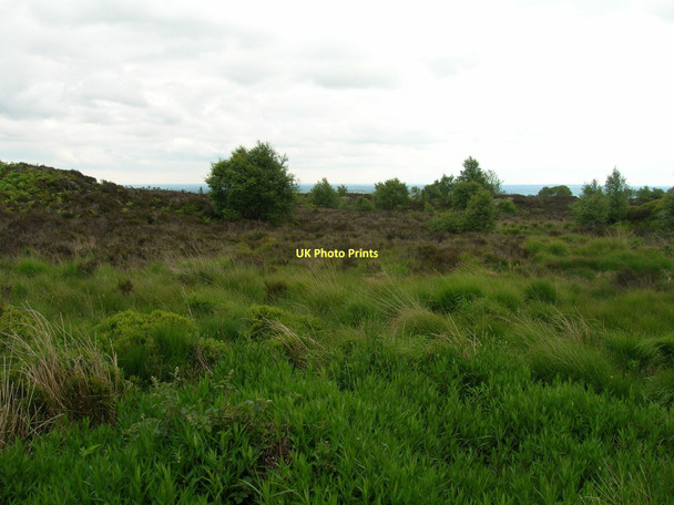 Photo 6"x4" Brimham Moor Warsill c2011