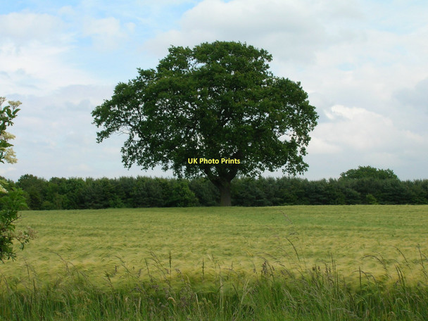Photo 6"x4" Farmland, Roecliffe Roecliffe c2011