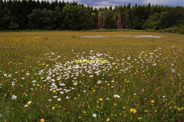 Photo 6"x4" New Grove Meadows Trellech c2011