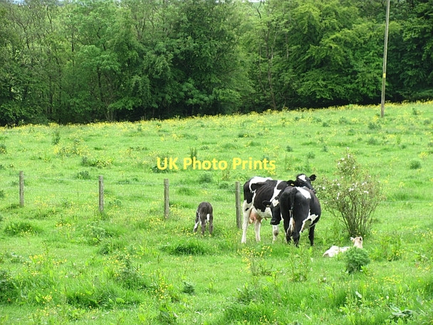 Photo 6"x4" Cows and calves by Brackenhill Cadzow c2011