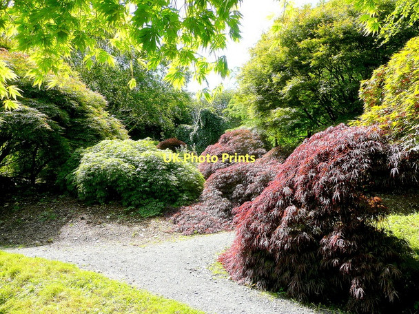 Photo 6"x4" The Garden House garden in June - 17 Buckland Monachorum c2011