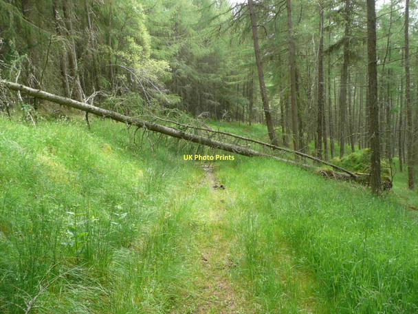 Photo 6"x4" Obstacle course Tirinie\/NN8867 c2011