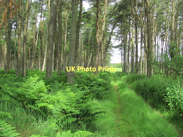 Photo 6"x4" Track through South Piersknowe Plantation Greenlaw\/NT7146 c2011