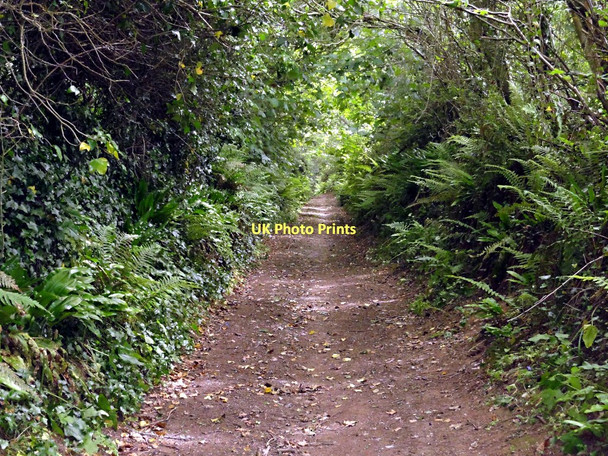 Photo 6"x4" The Green Lane from Duncombe Cross Kingsbridge\/SX7344 c2011