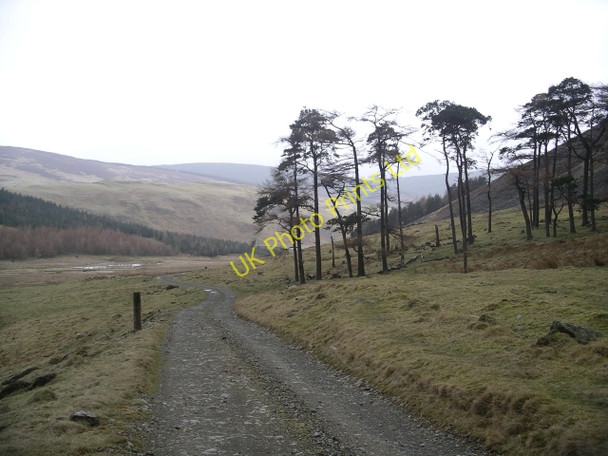 Photo 6"x4" Pines and Larches on the track between Glenrath and Glenrathhope Glenrath c2006