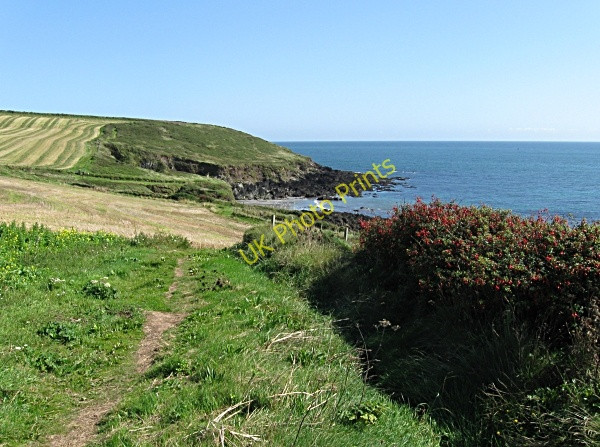 Photo 6"x4" Headland and Fuchsia Ballycotton c2009