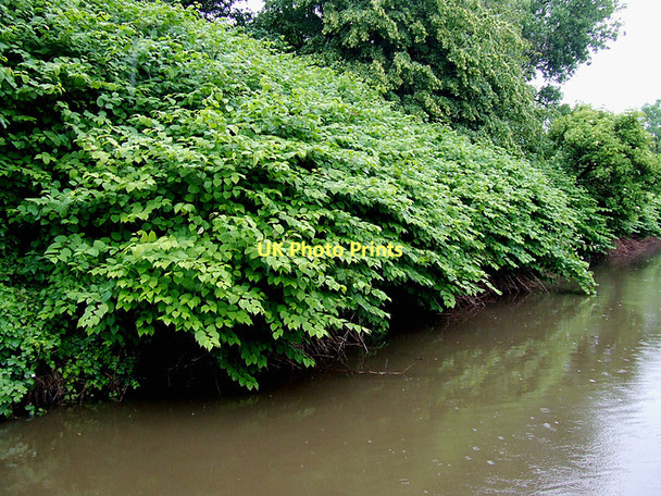 Photo 6"x4" Japanese Knotweed, Stoke-on-Trent Stoke-on-Trent c2011