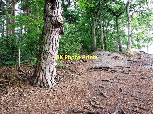 Photo 6"x4" Path along the western perimeter of Holt Lowes Holt\/TG0838 c2011