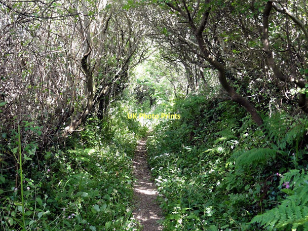 Photo 6"x4" Footpath to the River Avon Loddiswell c2011