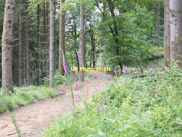 Photo 6"x4" Foxgloves and a track in Great North Wood Buckland Monachorum c2011
