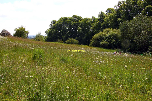 Photo 6"x4" The wildflower garden in Brandon Hill Nature Park Hotwells c2011
