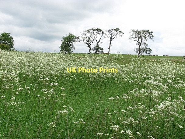 Photo 6"x4" Meadow, Spittal Carnwath c2011