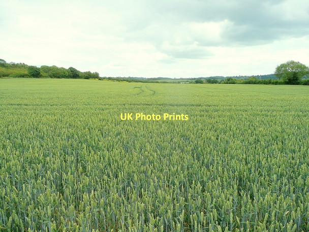 Photo 6"x4" Ripening wheat Aston Subedge c2011