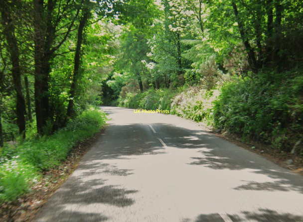 Photo 6"x4" Woodland on the B738 Portpatrick c2011