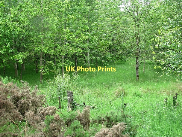 Photo 6"x4" Westraw Wood Pettinain c2011