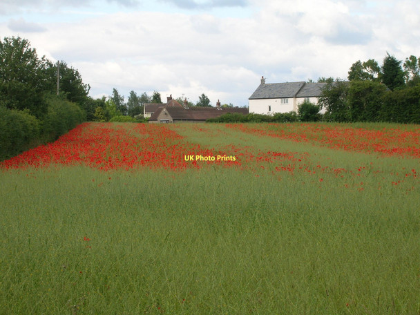 Photo 6"x4" Farmland near Hensall Hensall c2011
