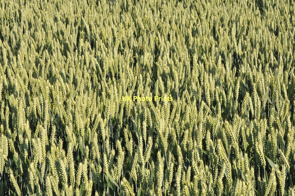 Photo 6"x4" Ears of wheat Birch Green\/SO8545 c2011