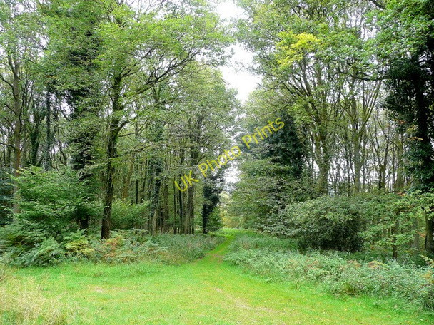 Photo 6"x4" Path through Redding's Inclosure Kymin\/SO5212 c2009