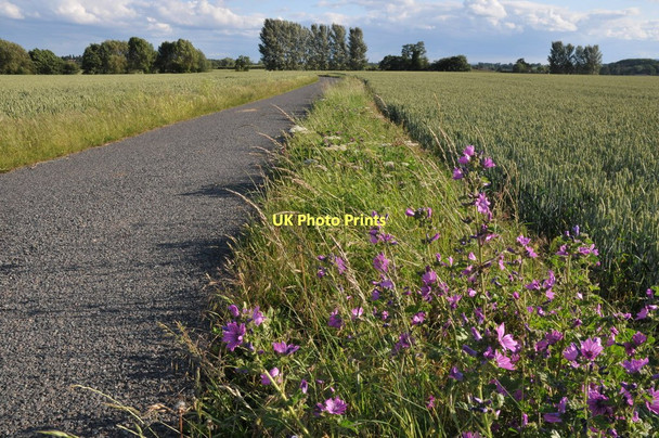 Photo 6"x4" Country road at Birch Green Birch Green\/SO8545 c2011