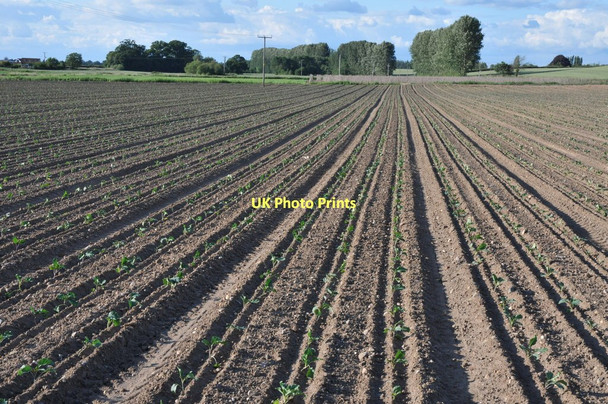 Photo 6"x4" Field of cabbages Birch Green\/SO8545 c2011