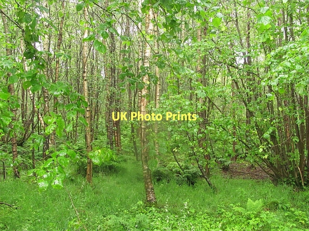 Photo 6"x4" Whitemoss Wood Carstairs Junction c2011