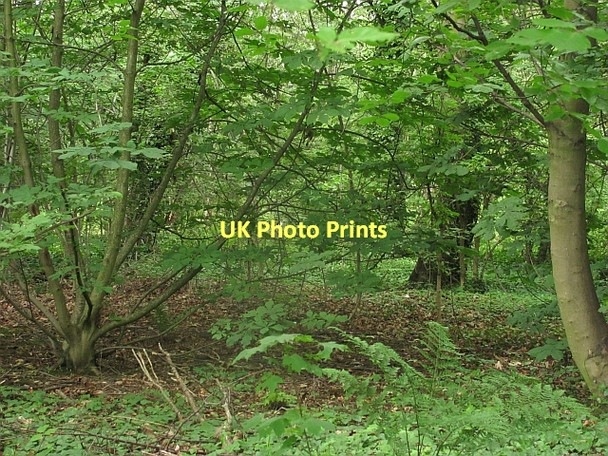 Photo 6"x4" Woodland off Duddingston Road Edinburgh c2011